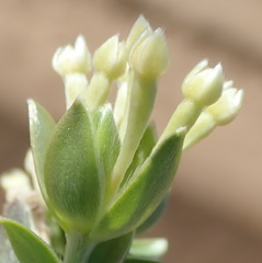 Gnidia sericea