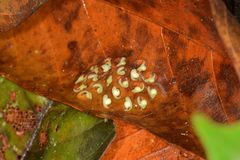 Centrolenidae