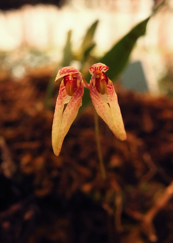 Bulbophyllum kaitiense, photograph 2