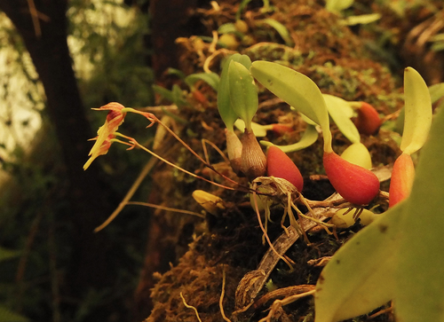Bulbophyllum kaitiense, photograph 3