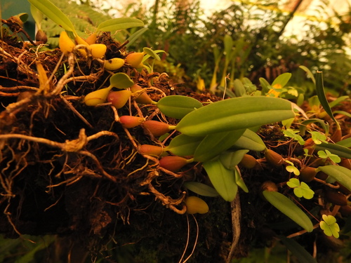 Bulbophyllum kaitiense, photograph 4