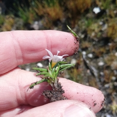 Moraea variabilis