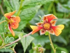 Potentilla argyrophylla