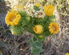 Grindelia ciliata