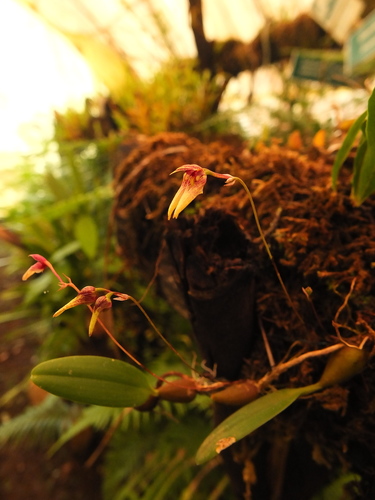 Bulbophyllum kaitiense, photograph 5