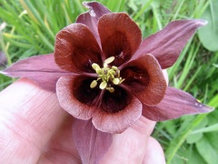 Aquilegia atrovinosa, photograph (c) Dr. Alexey Yakovlev, some rights reserved (CC BY)