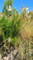 Struthiola hirsuta