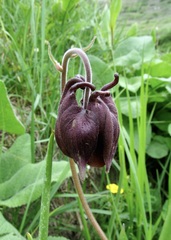 Aquilegia atrovinosa, photograph (c) Dr. Alexey Yakovlev, some rights reserved (CC BY)