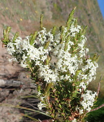 Struthiola hirsuta