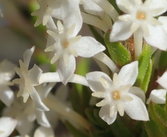 Struthiola hirsuta