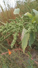 Ambrosiinae