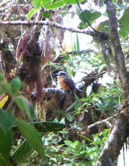 Hapaloptila castanea