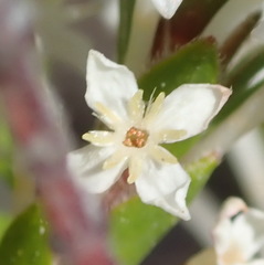 Struthiola hirsuta