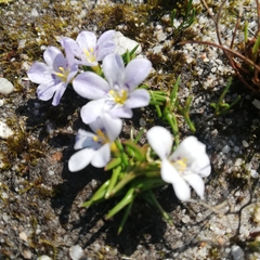 Moraea variabilis