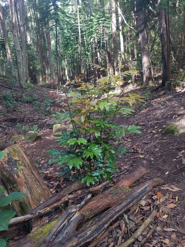 Dimocarpus, 2025-06-01