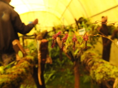Bulbophyllum tremulum