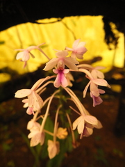 Calanthe masuca