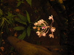 Calanthe masuca