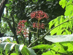 Leea guineensis