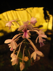 Calanthe masuca