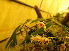Dendrobium panduratum