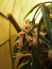 Dendrobium panduratum