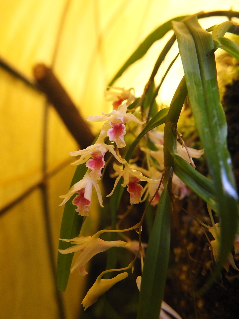 Dendrobium panduratum