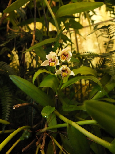 Eria coronaria, photograph 1
