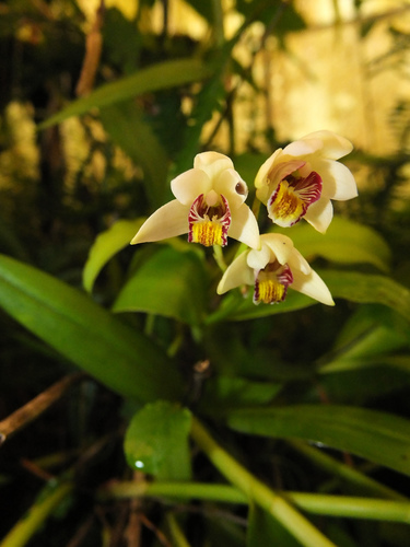 Eria coronaria, photograph 2
