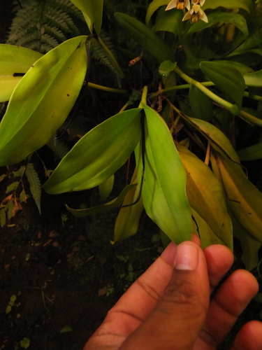 Eria coronaria, photograph 3