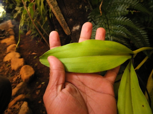 Eria coronaria, photograph 4