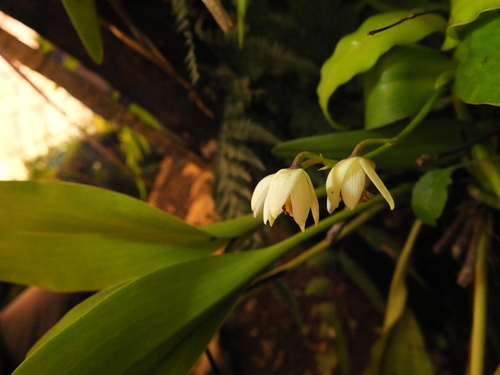 Eria coronaria, photograph 5