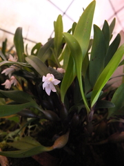 Eria pseudoclavicaulis