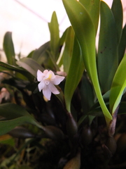 Eria pseudoclavicaulis