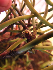 Luisia