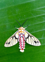 Balacra rubrostriata