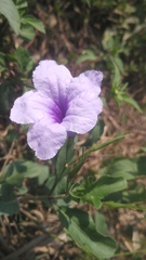 Ruellia nudiflora