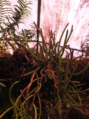 Luisia