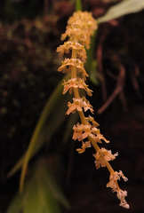 Oberonia verticillata