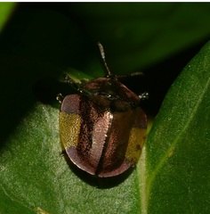 Cyrtonota lateralis