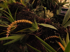 Oberonia verticillata