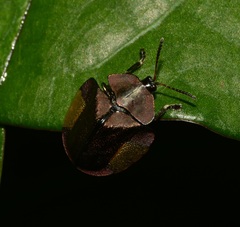 Cyrtonota lateralis