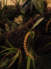 Oberonia verticillata