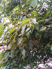 Alnus jorullensis