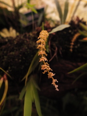 Oberonia verticillata