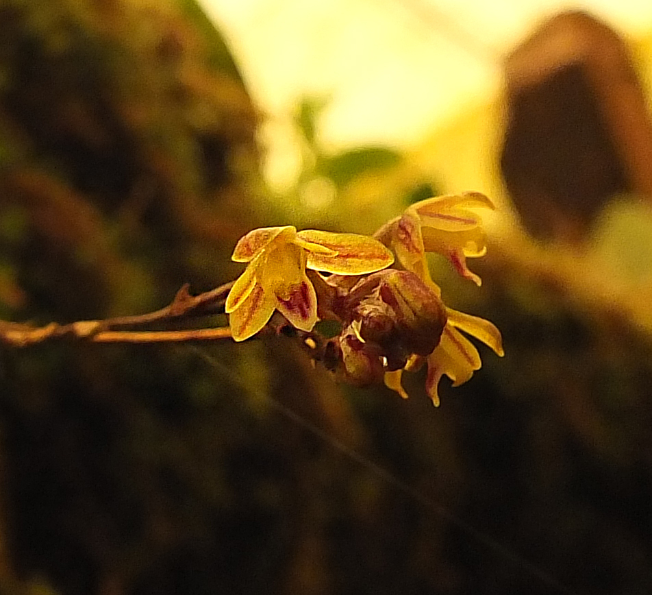 Sirhookera latifolia