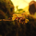 Sirhookera latifolia - Photo (c) Siddarth Machado, some rights reserved (CC BY), uploaded by Siddarth Machado