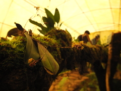 Sirhookera latifolia