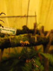 Sirhookera latifolia