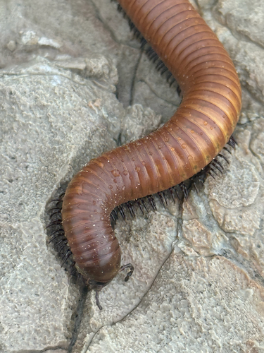 Desert Millipede photo 4